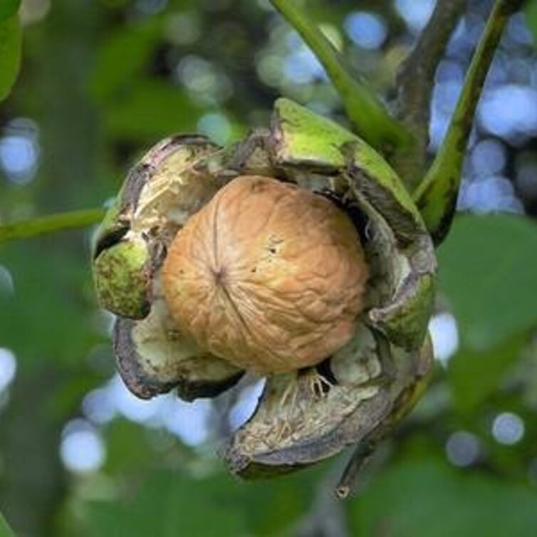 Walnut tree Juglans regia Buccaneer