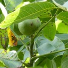 Young Walnut tree Juglans regia Bucanneer
