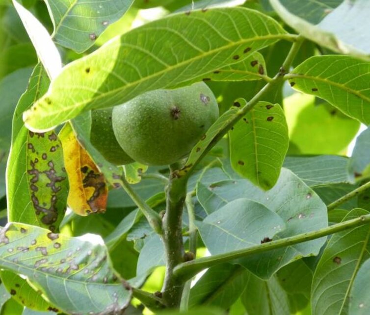 Walnootboom Juglans regia Buccaneer