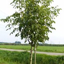 Young Walnut tree Juglans regia Bucanneer