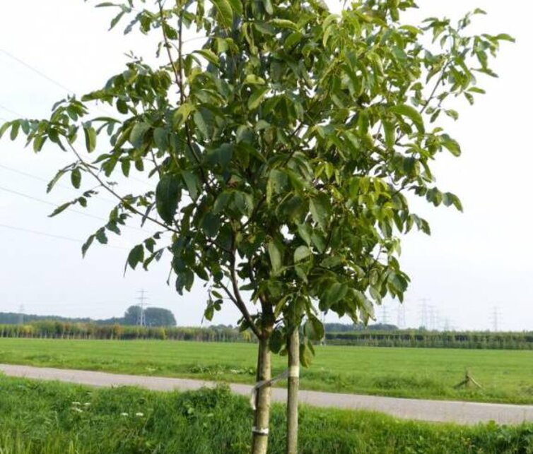 Walnootboom Juglans regia Buccaneer