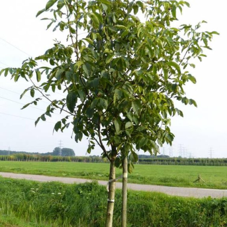 Young Walnut tree Juglans regia Bucanneer