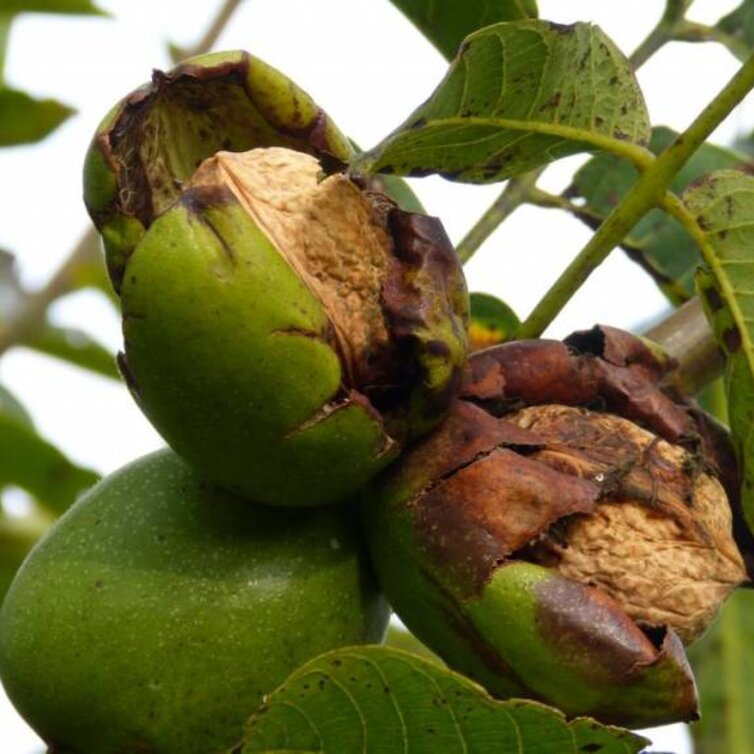Jonge Walnootboom Juglans regia 'Coenen'