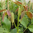 Junge Walnussbaum  Juglans regia 'Coenen'