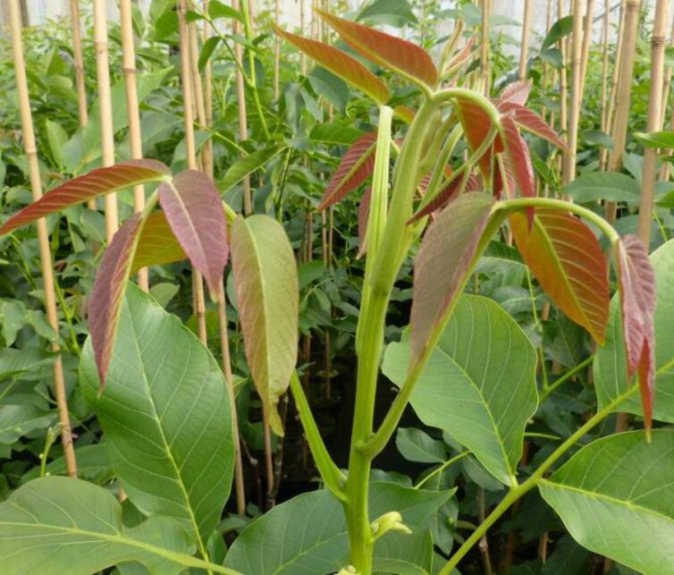 Walnootboom Juglans regia 'Coenen'