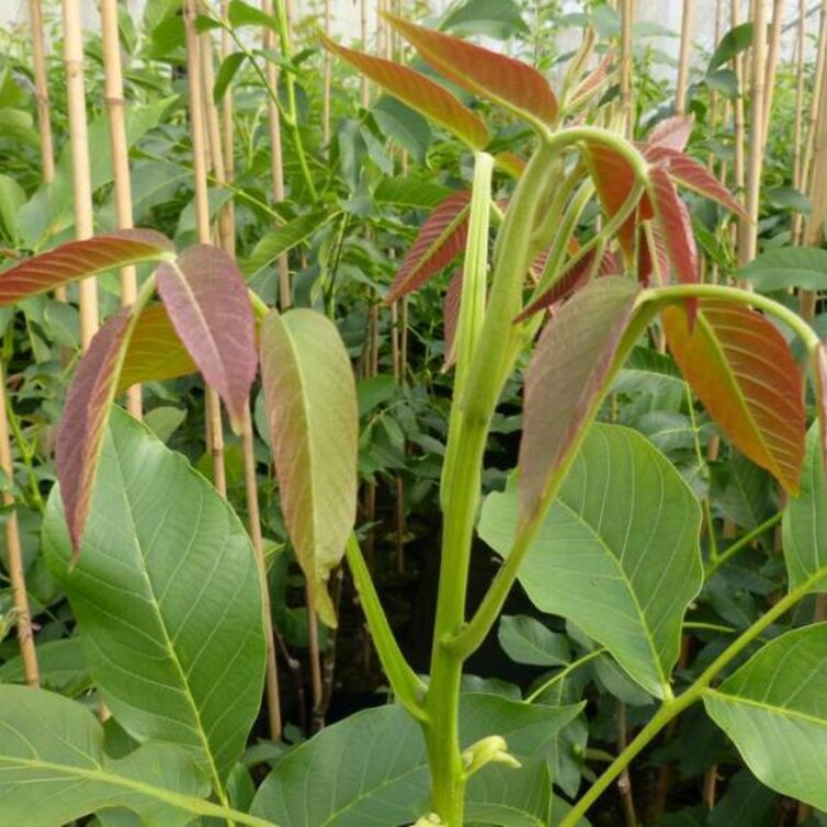 Junge Walnussbaum  Juglans regia 'Coenen'
