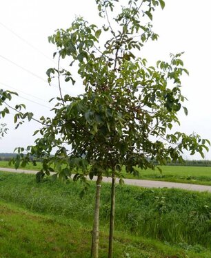 Walnootboom Juglans regia 'Coenen'