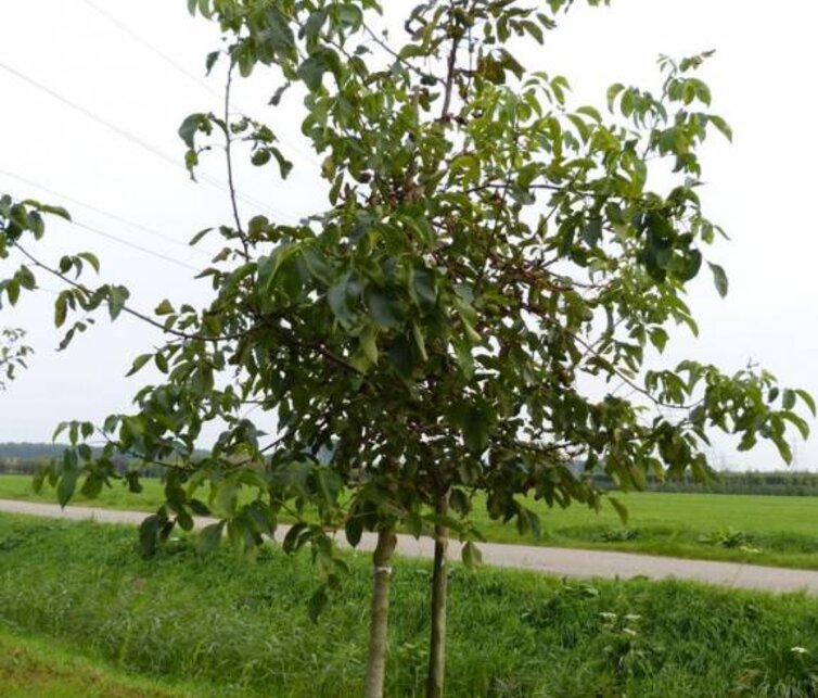 Noyer Juglans regia 'Coenen'