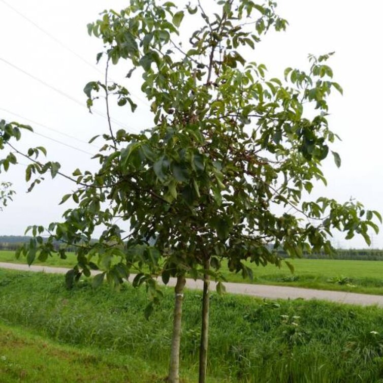 Jonge Walnootboom Juglans regia 'Coenen'