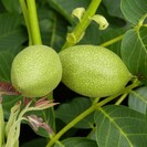 Jonge Walnootboom Juglans regia 'Coenen'