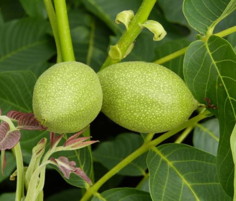 Walnussbaum  Juglans regia 'Coenen'