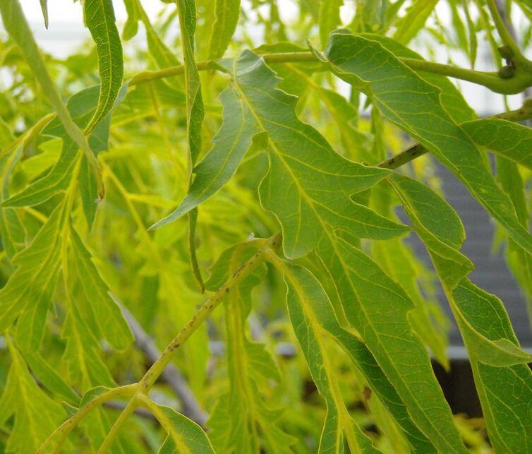 Walnootboom Juglans regia Lacinata