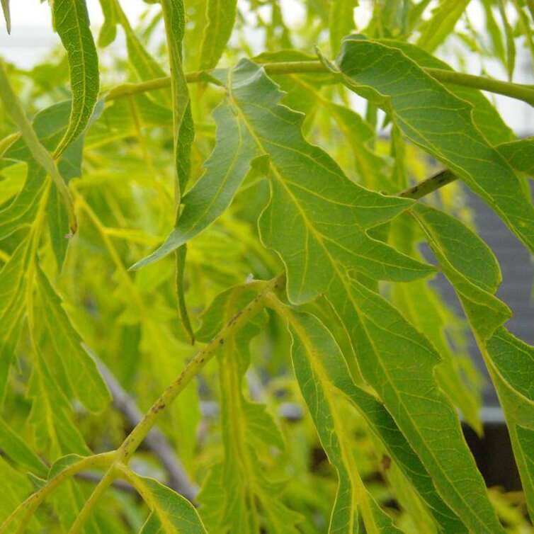 Walnut tree Juglans regia Laciniata