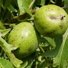 Walnussbaum Juglans regia Laciniata