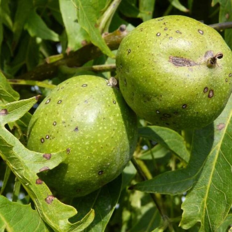 Young Walnut tree Juglans regia Laciniata