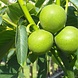 Arbres à noix à gros fruits