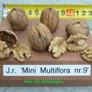Noyer Juglans regia Mini Multiflora Nr.9