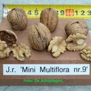 Walnootboom Juglans regia Mini Multiflora Nr.9