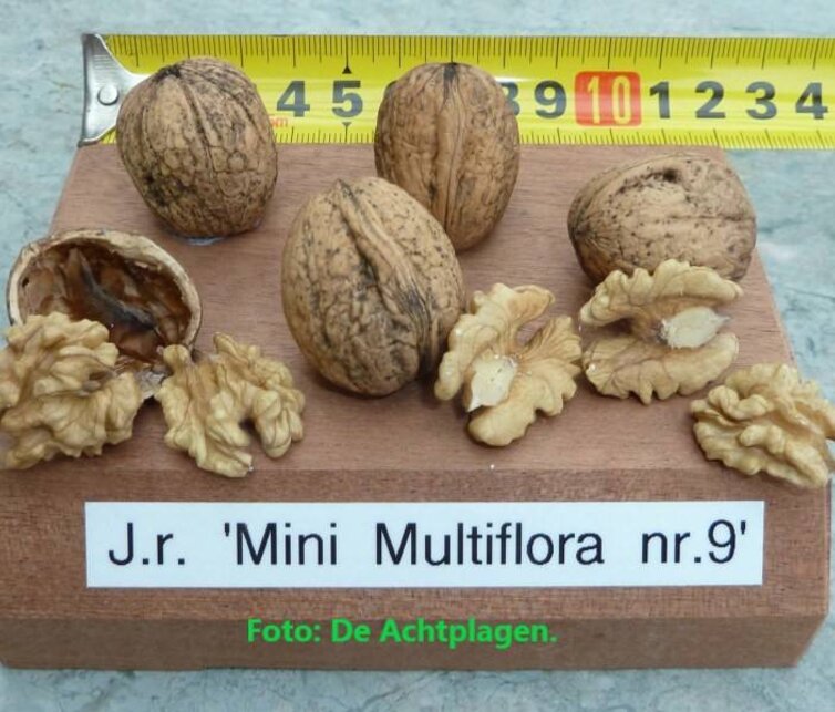 Walnussbaum Juglans regia Mini Multiflora Nr.9