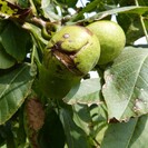 Walnootboom Juglans regia Nr.16