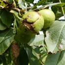 YoungWalnut tree Juglans regia No.16