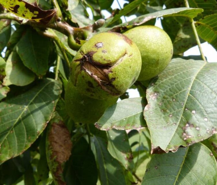 Walnootboom Juglans regia Nr.16