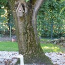 Jeune Noyer Juglans regia Nr. 16
