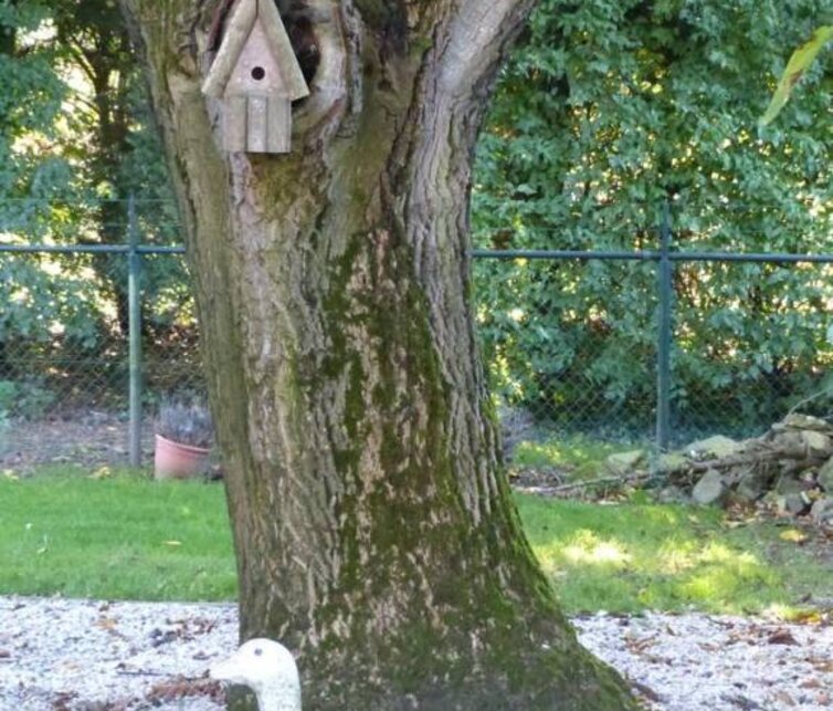 Walnussbaum Juglans regia Nr.16