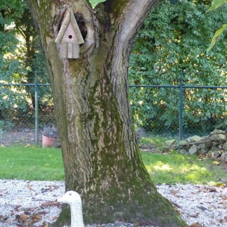 Jonge Walnootboom Juglans regia Nr.16