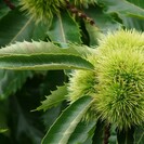 Kastanienbaum Castanea sativa Précoce des Vans