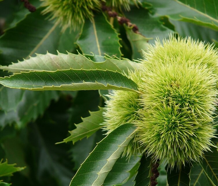 Châtaignier Castanea sativa Précoce des Vans