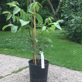 Walnootboom  Juglans regia Dwarf Karlik nummer 3