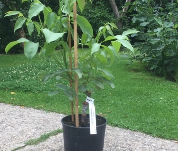 Walnootboom Juglans regia Dwarf Karlik Nr 3