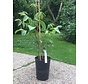 Walnootboom Juglans regia Dwarf Karlik Nr 3