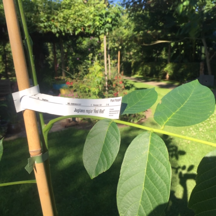 Jeune Noyer Juglans Regia Red Rief