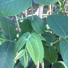 Walnotenboom Juglans cinerea Chamberlin