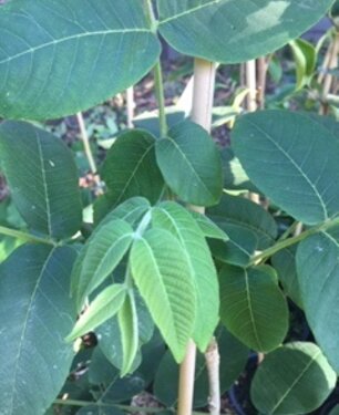 Walnotenboom Juglans cinerea Chamberlin