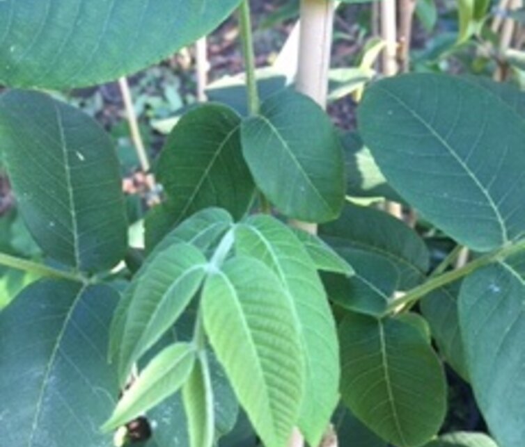 Walnussbaum Juglans cinerea Chamberlin