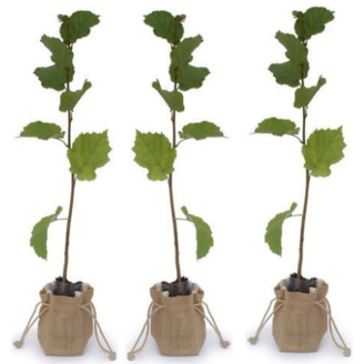 Young Hazelnut tree package : 1x Melchior + 1x Chinoka +1x Farris 88Q