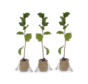 Young Hazelnut tree package : 1x Melchior + 1x Chinoka +1x Farris 88Q
