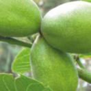 Young Walnut tree Juglans regia 'Komeet'