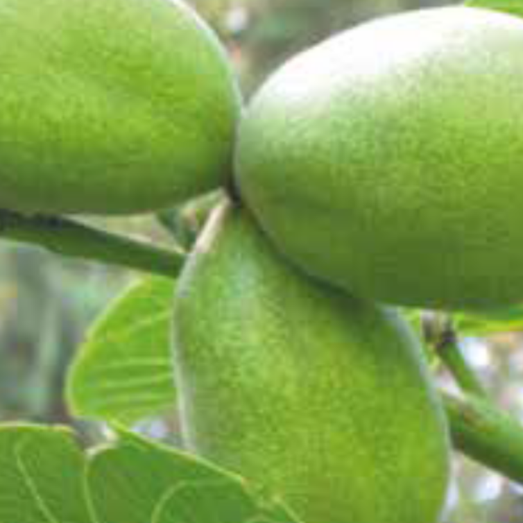 Young Walnut tree Juglans regia 'Komeet'