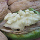 Young Walnut tree Juglans regia 'Komeet'