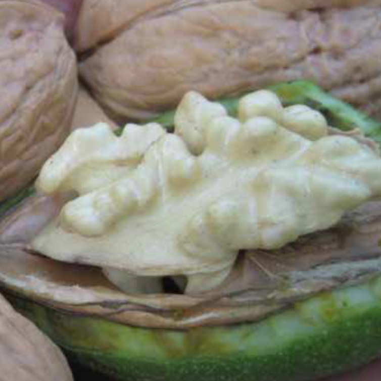 Young Walnut tree Juglans regia 'Komeet'