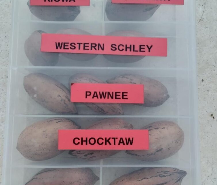 Pecan Noix de pécan | Carya  illinoinensis 'Pawnee'