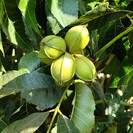 Pecan Jeune Pecanier | Carya illinoinensis 'Choctaw'