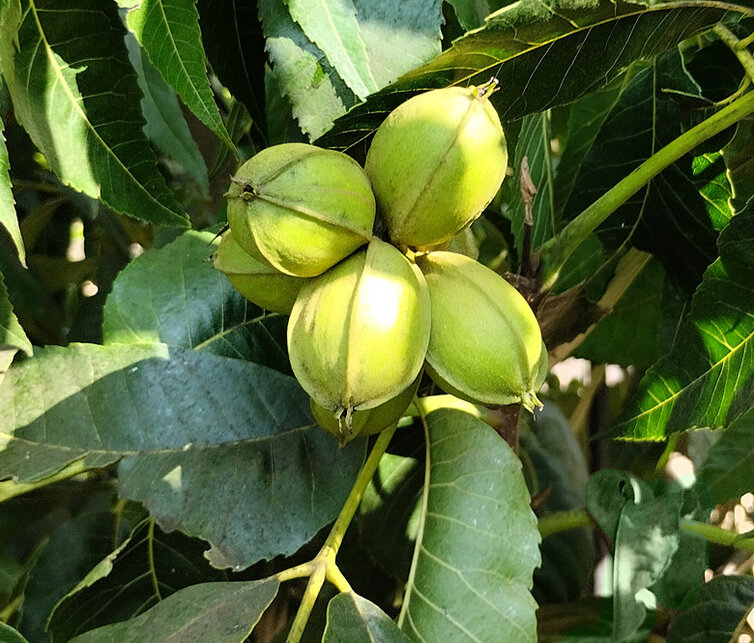 Pecan Pekannuss baum | Carya illinoinensis 'Choctaw'