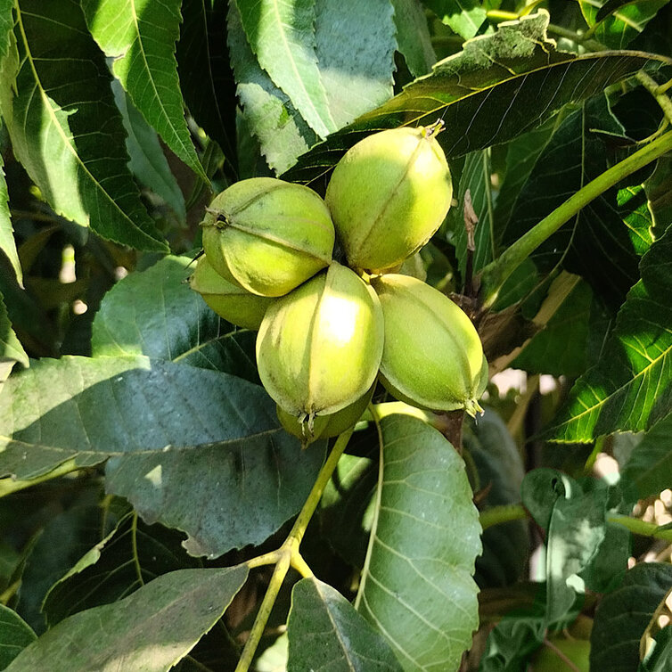 Pecan Jeune Pecanier | Carya illinoinensis 'Choctaw'