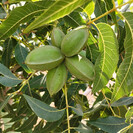 Pecan Junge Pekannuss | Carya  illinoinensis 'Pawnee'