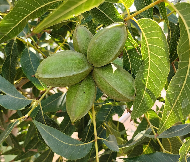 Pecan Pekan nootboom | Carya  illinoinensis 'Pawnee'